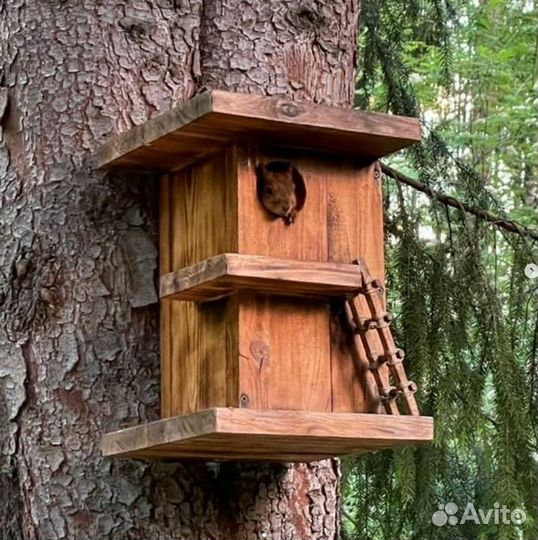 Бельчатник