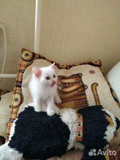 Котëнок в дар