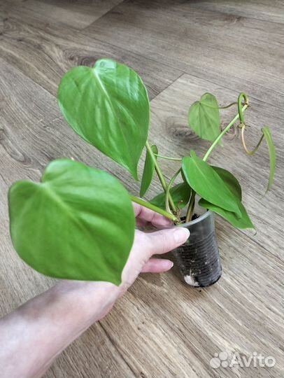 Комнатные цветы