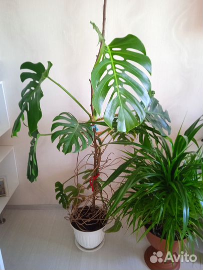 Продаётся цветок Монстера