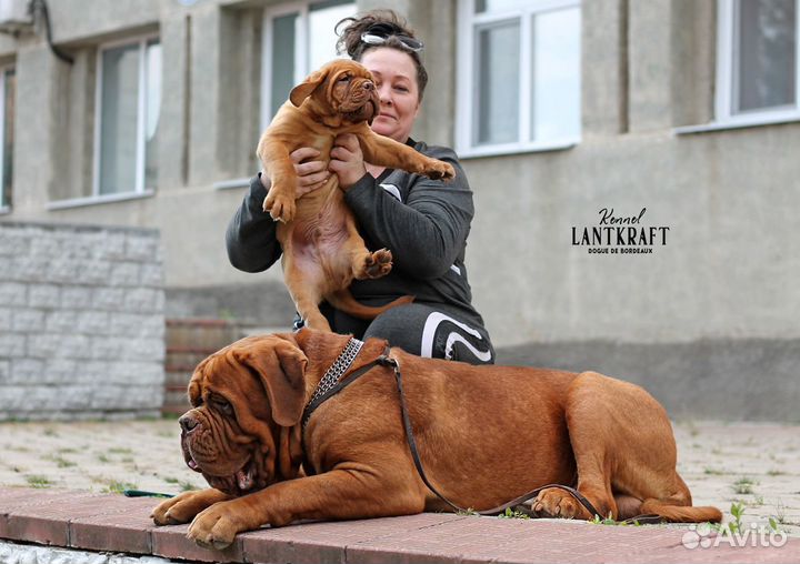 Бордоский дог. Щенки 2 месяца