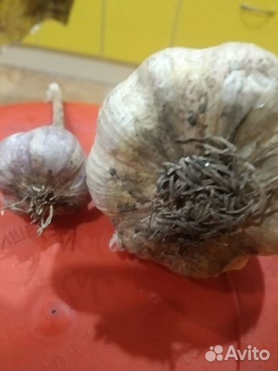 Домашний чеснок