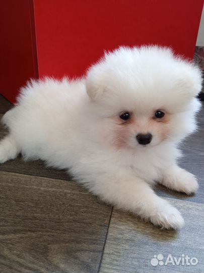 Щенки шпица