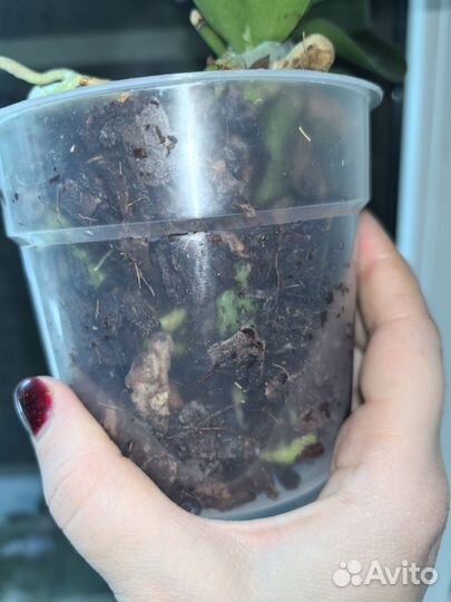 Орхидея Биг лип