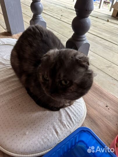 Кот вислоухий шотландец