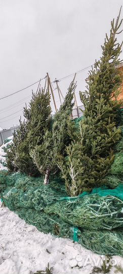 Пихта оптом, полумакушка