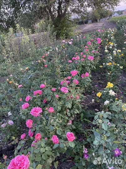 Саженцы плодово-ягодных культур. Хвойники.Розы