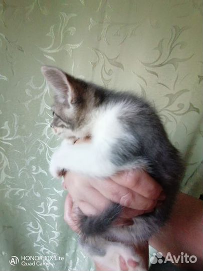 Котята в добрые руки бесплатно м