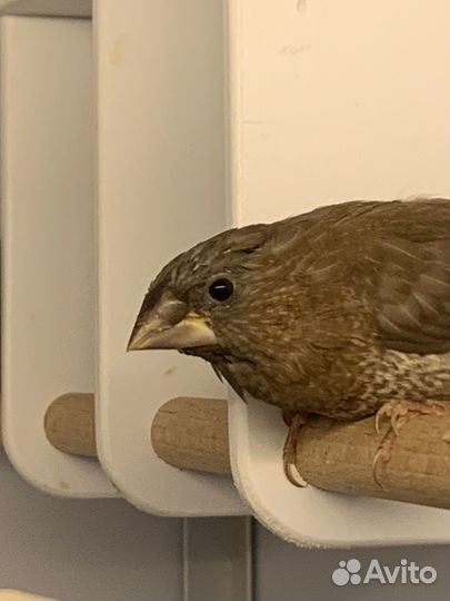 Японские амадины