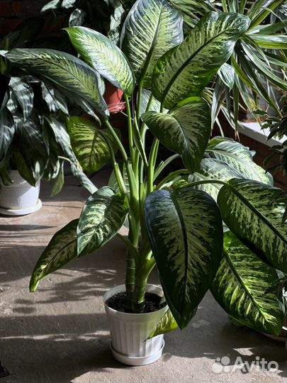 Диффенбахия