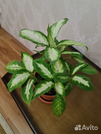 Диффенбахия камилла