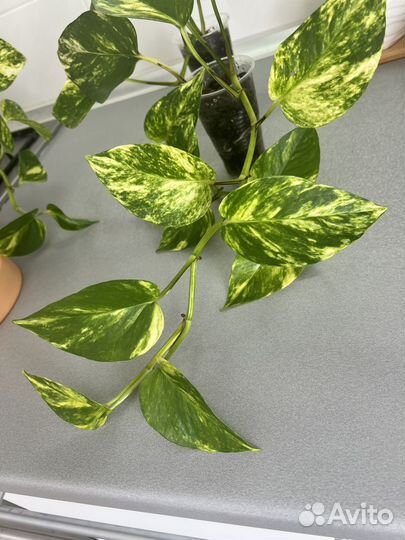 Сциндапсус