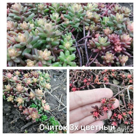 Очиток/Седум