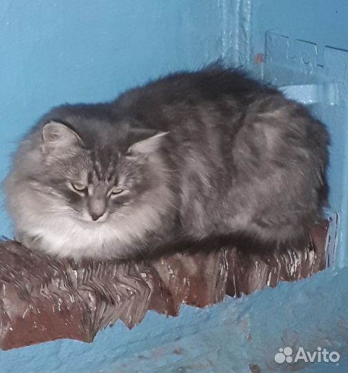 Котик ищёт хозяина