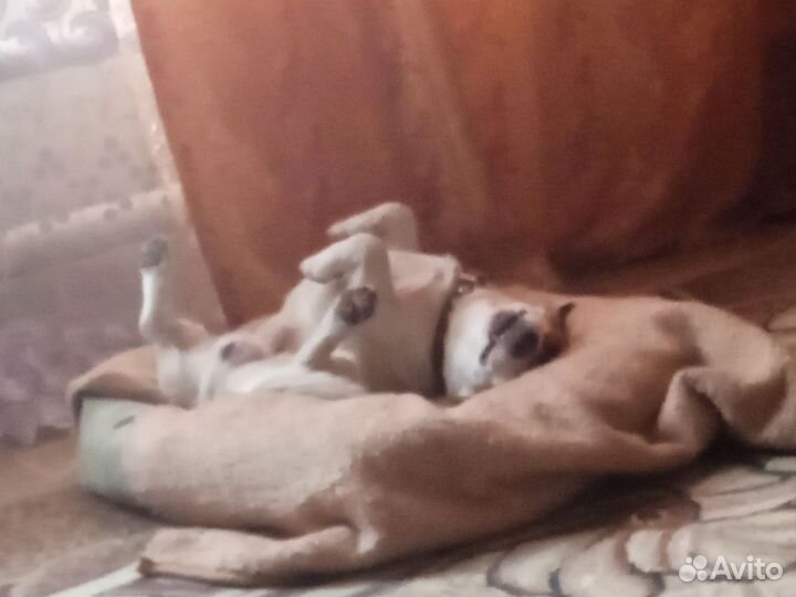 Самец готов для вязки