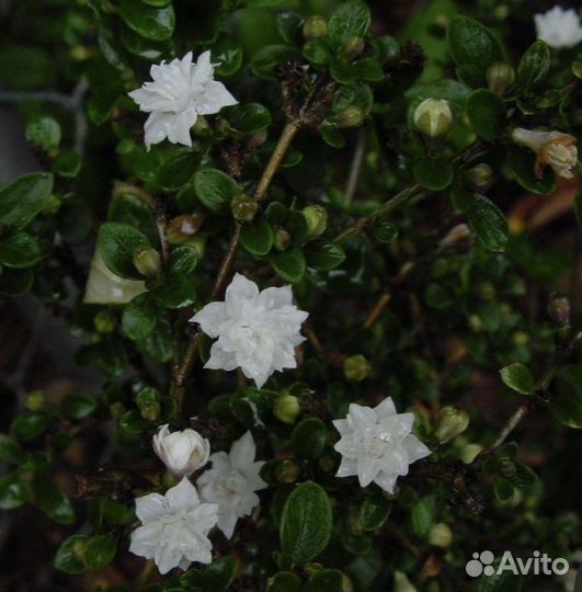 Серисса махровая Pleno и Фудзи