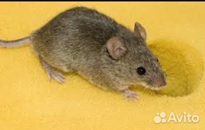 Декоративные мыши