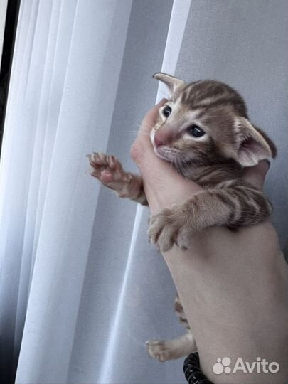 Ориентальные котята