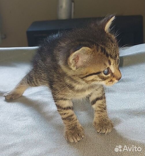 Отдам в хорошие руки бесплатно