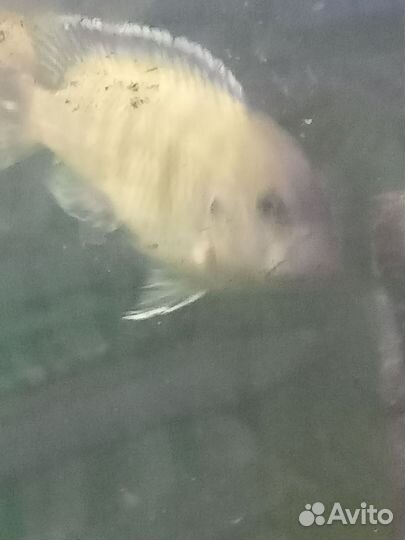 Отдам цихлид