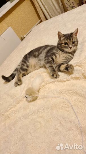 Передержка кошек и собак