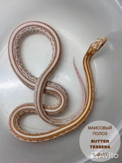 Змея: Маисовый полоз