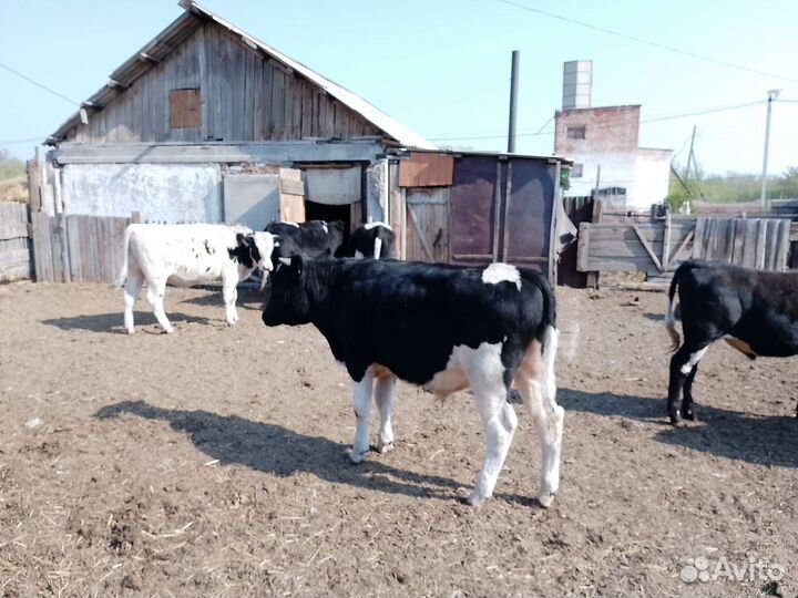 Быки на племя