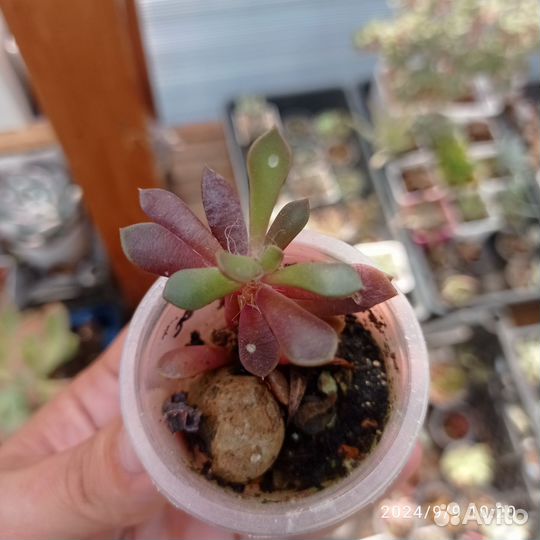 Суккуленты часть 1