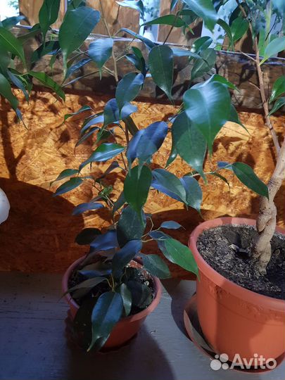 Фикус бенджамина
