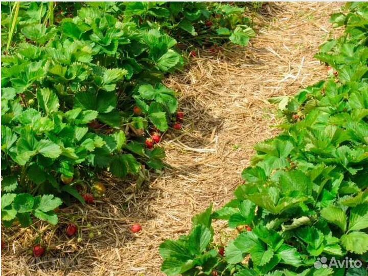 Солома для мульчирования в тюках