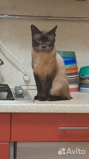 Бурманская