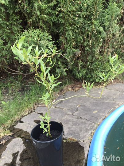 Ива матсудана молодые растения