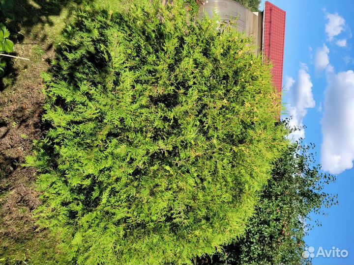 Туя шаровидная