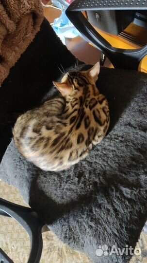 Бенгальский кот