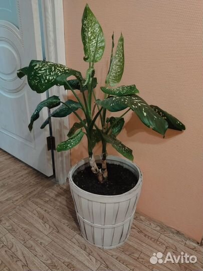 Дифенбахия большая с горшком