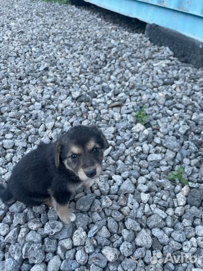 Щенки на охрану