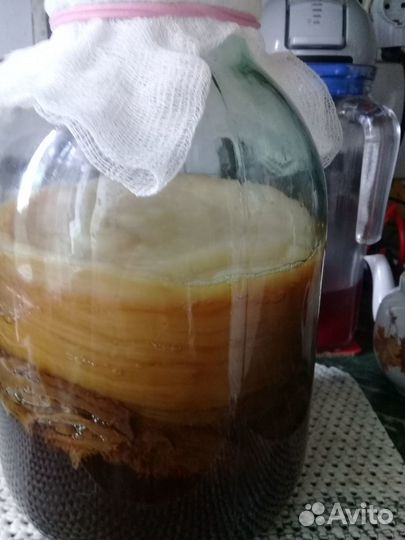 Чайный гриб