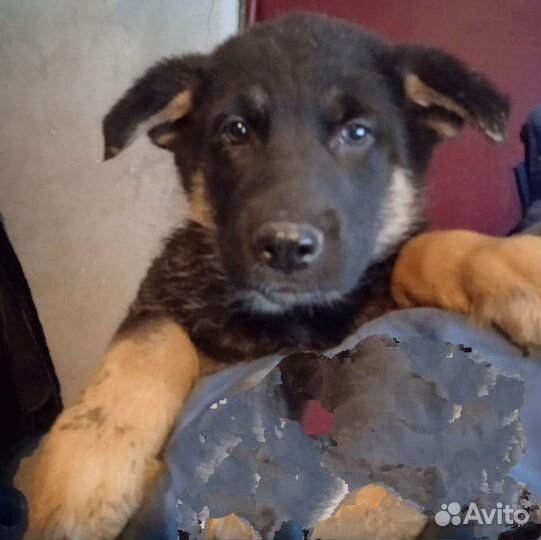 Чистокровные щенки вео