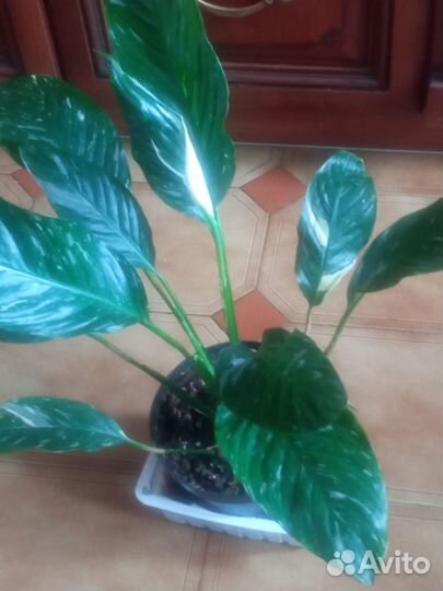 Спатифиллум (сорт Джемини)