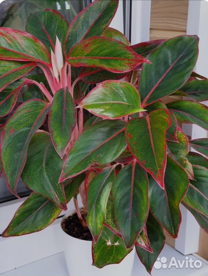 Агломена Крит