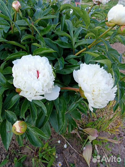 Пионы саженцы