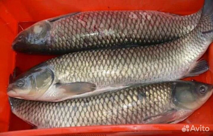 Живая рыба :карп амур, форель и др