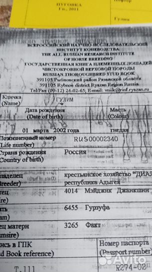 Чк жеребчик