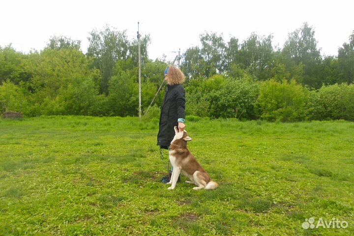 Кинолог. Дрессировка собак. Передержка собак