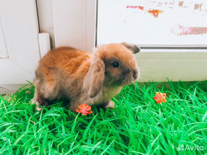 Мини карликовый кролик - королевский