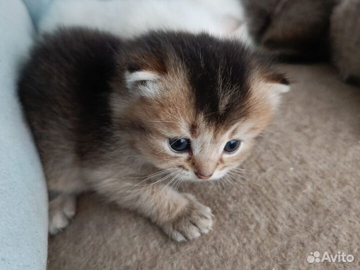 Шотландская