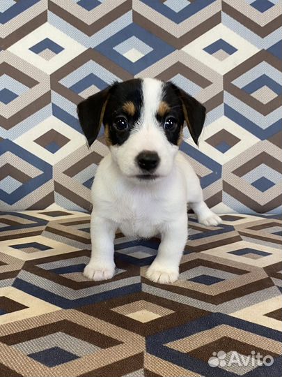 Джек Рассел терьер