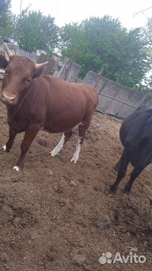 Тёлки на мясо, назавод