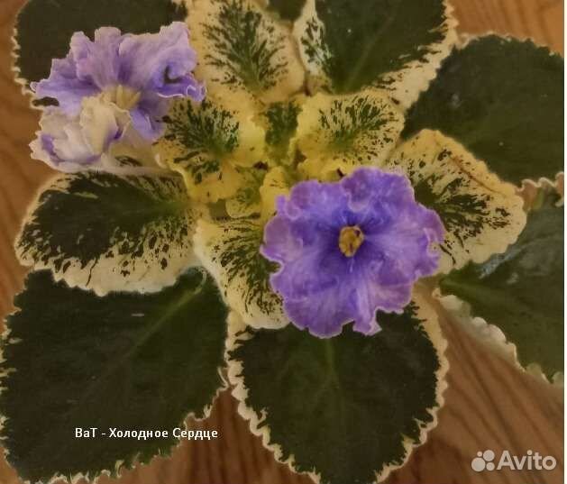 Фиалки сортовые