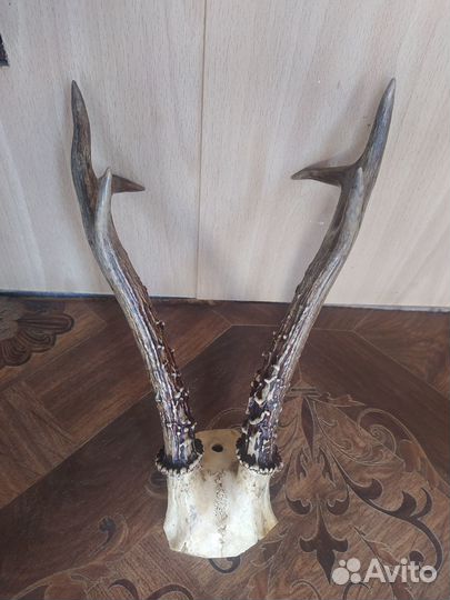 Рога косули